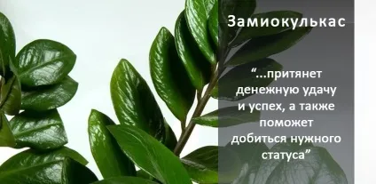 10 магічних рослин, які варто завести вдома