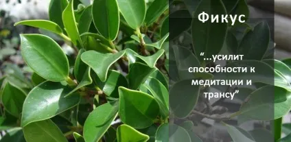 10 магічних рослин, які варто завести вдома