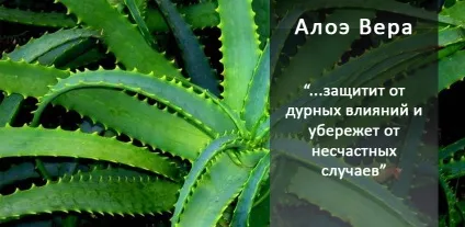 10 магічних рослин, які варто завести вдома