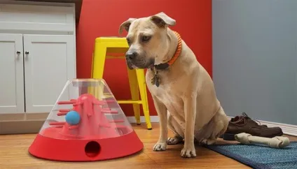 10 гаджетів для собак, різноманіття дизайну (Microchip Activated Petfeeder) 10 гаджетів для собак, різноманіття дизайну
