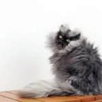15 Котов, які стали зірками інтернету