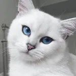 15 Котов, які стали зірками інтернету