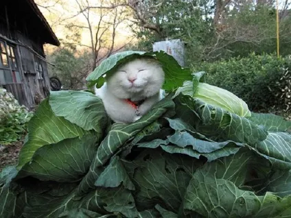 20 Всесвітньо відомих котів (відомих) 20 Всесвітньо відомих котів