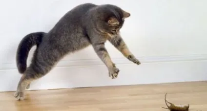 5 Головних причин агресії у кішок щодо людини (людини) 5 Головних причин агресії у кішок щодо людини