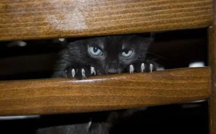 27 «Чому» про котів