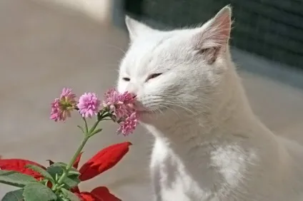 27 «Чому» про котів