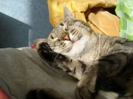 27 «Чому» про котів