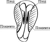 А якщо у мене двійня (трійня)