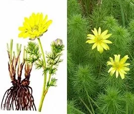 Адоніс весняний (горицвіт), трава горицвіту, настій, застосування (настій) Адоніс весняний (горицвіт), трава горицвіту, настій, застосування
