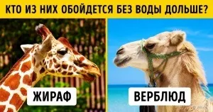 7 Ефективних вправ від складок на спині і боках (спині) 7 Ефективних вправ від складок на спині і боках