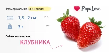 8 Тиждень вагітності - фото живота, розмір плоду, харчування та поради (як виглядає малюк на 8 тижні) 8 Тиждень вагітності - фото живота, розмір плоду, харчування та поради