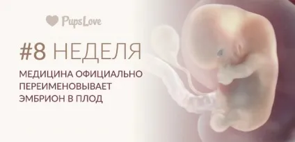 8 Тиждень вагітності - фото живота, розмір плоду, харчування та поради (8 тиждень вагітності) 8 Тиждень вагітності - фото живота, розмір плоду, харчування та поради