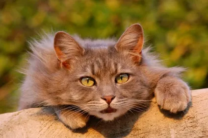 9 Ознак гарячої любові кота до вас (любові) 9 Ознак гарячої любові кота до вас
