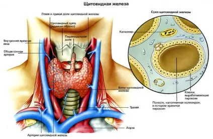 Алгоритми діагностики і лікування патологій щитовидної залози (діагностики) Алгоритми діагностики і лікування патологій щитовидної залози