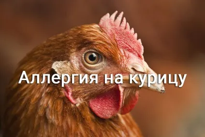 Алергія на курку як виявити і протистояти їй (після вживання їжу) Алергія на курку як виявити і протистояти їй