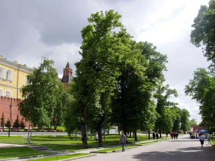 Олександрівський сад - парк у кремля (кремля) Олександрівський сад - парк у кремля