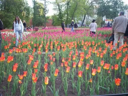 Олександрівський сад - парк у кремля (кремля) Олександрівський сад - парк у кремля