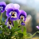 Братки вирощування розсади, посадка і догляд (анютини) Братки вирощування розсади, посадка і догляд