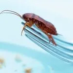 Американські таргани - спосіб життя, фото, як позбутися (таргани) Американські таргани - спосіб життя, фото, як позбутися