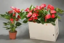 Антуріум андре опис, фото, догляд в домашніх умовах, чоловіче щастя чемпіон, мікс, адріос ред (догляд) Антуріум андре опис, фото, догляд в домашніх умовах, чоловіче щастя чемпіон, мікс, адріос ред