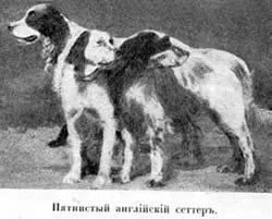 Англiйская лягавих собака або сеттер' (сеттер') Англiйская лягавих собака або сеттер'