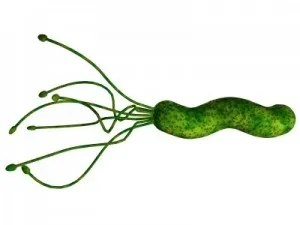Антральний атрофічний гастрит шлунка лікування (антрального відділу шлунка) Антральний атрофічний гастрит шлунка лікування