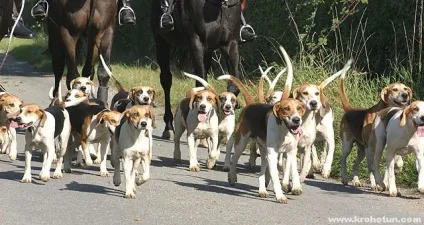 Англійська фоксхаунд опис породи, відгуки (породи) Англійська фоксхаунд опис породи, відгуки