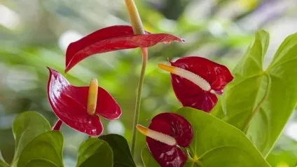 Антуріум хвороби листя, квітів і способи їх лікування (квітів) Антуріум хвороби листя, квітів і способи їх лікування
