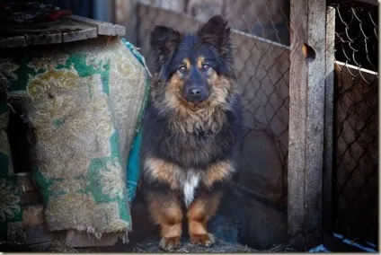 Щаслива історія собаки лялька (собаки) Щаслива історія собаки лялька