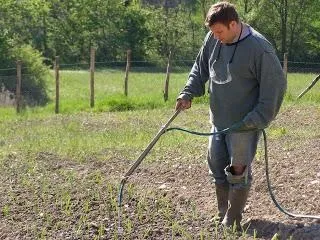 А так чи необхідний полив лука солоною водою (полив) А так чи необхідний полив лука солоною водою
