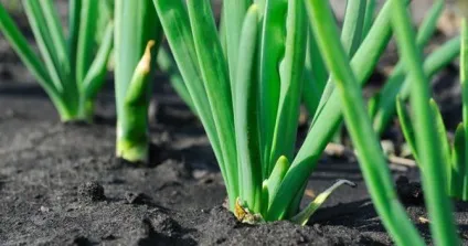 А так чи необхідний полив лука солоною водою (солоної) А так чи необхідний полив лука солоною водою