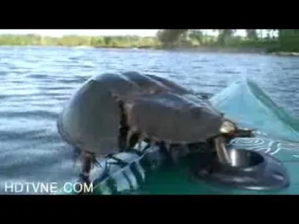 Аральська русалка на