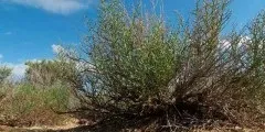 Базилік опис, властивості, фото (Розмарин властивості застосування) Базилік опис, властивості, фото