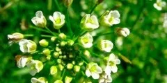 Базилік опис, властивості, фото (властивості) Базилік опис, властивості, фото