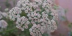Базилік опис, властивості, фото (властивості) Базилік опис, властивості, фото