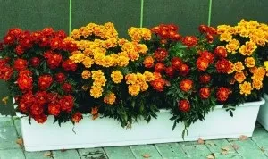 Чорнобривці вирощування з насіння, коли садити (вирощування з насіння) Чорнобривці вирощування з насіння, коли садити