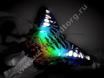 Метелики на натяжній стелі - більше 480 картинок фотодруку, конкорд (спб) (метелики) Метелики на натяжній стелі - більше 480 картинок фотодруку, конкорд (спб)