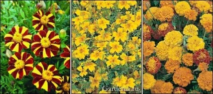 Чорнобривці на балконі і в саду (саду) Чорнобривці на балконі і в саду