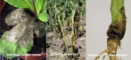 Базилік - опис, види і сорти, посадка і догляд, фото (догляд) Базилік - опис, види і сорти, посадка і догляд, фото