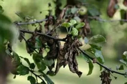 Бактеріальний опік груші лікування