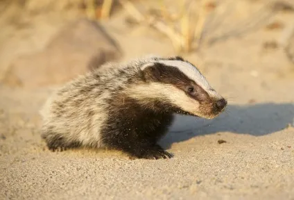 Борсук - тварина лісового світу (тварина) Борсук - тварина лісового світу
