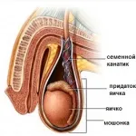 Швидка ерекція причини виникнення та способи лікування (швидка) Швидка ерекція причини виникнення та способи лікування