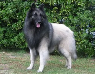 Бельгійська вівчарка опис, характер, фото, все про собак
