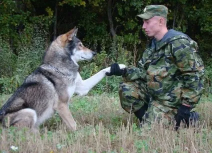 Бенгальська кішка історія породи, фото бенгальської кішки (бенгальської) Бенгальська кішка історія породи, фото бенгальської кішки
