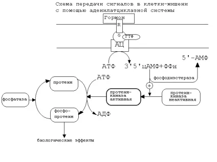 біохімія гормонів
