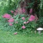Хвороби і шкідники астильби фото