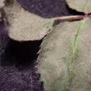 Хвороби і шкідники троянд (шкідники) Хвороби і шкідники троянд