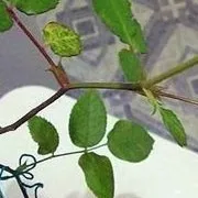 Хвороби і шкідники троянд (розлучається літрах води) Хвороби і шкідники троянд