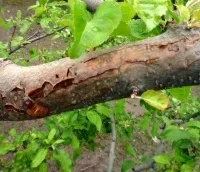 Хвороби яблунь і боротьба з ними фото (хвороби) Хвороби яблунь і боротьба з ними фото