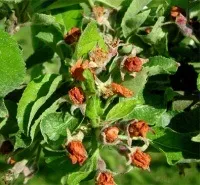 Хвороби яблунь і боротьба з ними фото (ними) Хвороби яблунь і боротьба з ними фото